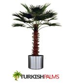 Turkish Palms